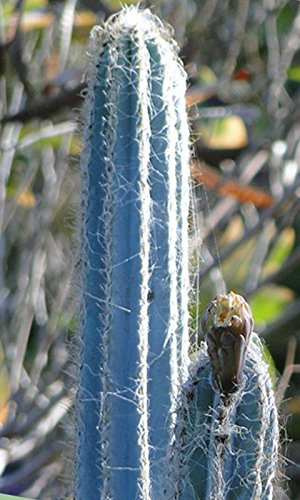 Pilosocereus royenii exotic blue color columnar rare cacti cactus seed 20 SEEDS