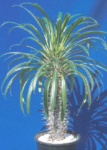 Tropica - Madagascar-palm pachypodium Lamerei - 10 Seeds - Cacti  Succulents