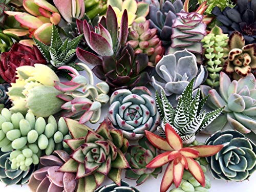 10 Assorted Live Succulent Cuttings No 2 Succulents Alike Great for Terrariums Mini Gardens and as Starter Plants by The Succulent Cult