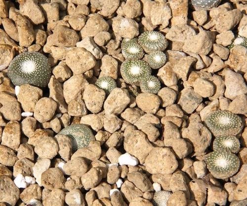 Blossfeldia Liliputana - 15 Seeds - Unusual Succulent Cacti