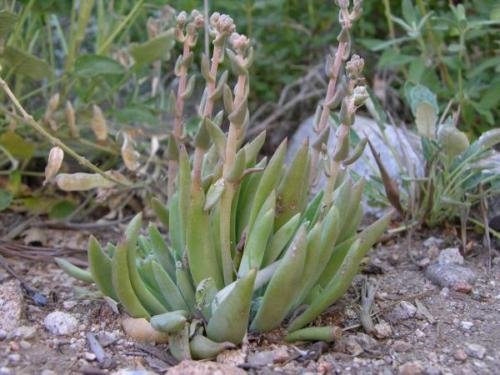 Dudleya abramsii UNUSUAL SUCCULENT SEEDS