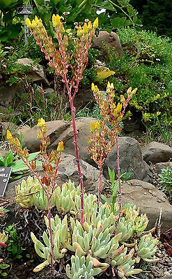 Dudleya caespitosa UNUSUAL SUCCULENT SEEDS