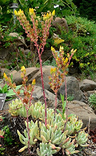 Dudleya caespitosa UNUSUAL SUCCULENT SEEDS