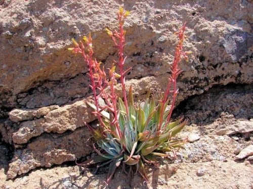 Dudleya collomiae UNUSUAL SUCCULENT SEEDS