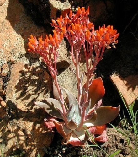 Dudleya cymosa UNUSUAL SUCCULENT SEEDS