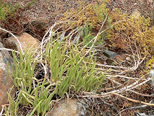 Dudleya edulis UNUSUAL SUCCULENT SEEDS