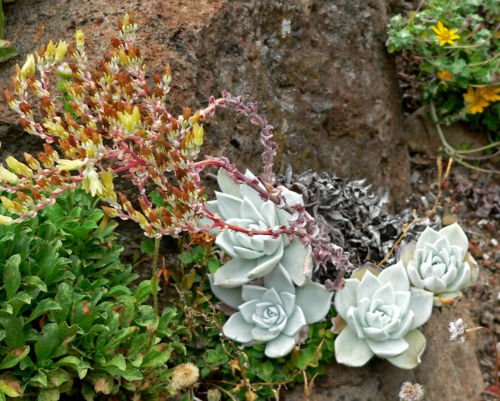 Dudleya farinosa UNUSUAL SUCCULENT SEEDS