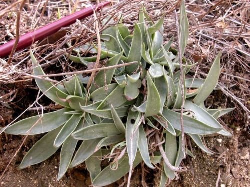 Dudleya lanceolata UNUSUAL SUCCULENT SEEDS