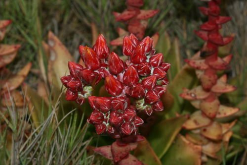 Dudleya palmeri UNUSUAL SUCCULENT SEEDS