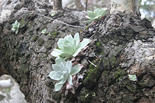 Dudleya pulverulenta UNUSUAL SUCCULENT SEEDS