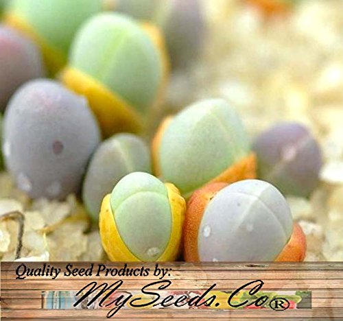 20 x Gibbaeum Comptonii - Exotic Succulent - Rare Ice Living Rocks - Mesembs Seeds - By MySeedsCo