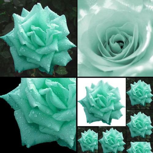 200 pcs Green Rose Seeds ariety Rare Plant Exotic Succulent Seed Flowering Pot Climbing Home Garden
