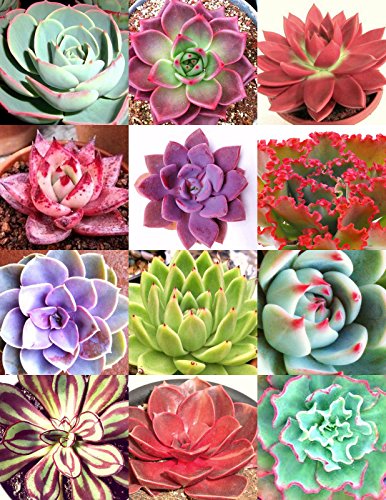 COLOR ECHEVERIA mix rare exotic succulent HEN CHICKS flowering seed 100 seeds