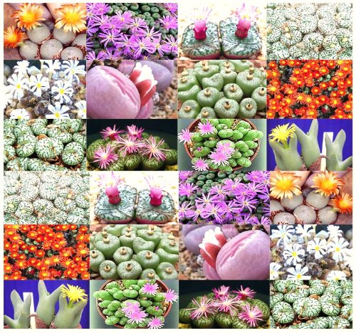 Conophytum Variety Mix Sold By Exotic Cactus Living Stone Cactus Cacti Exotic Rare Succulents Seed 50 Seeds Package