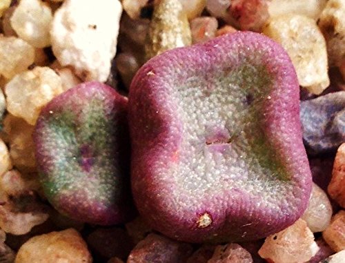 Conophytum cubicum rare mesemb exotic succulents seed living stones 100 SEEDS