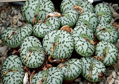 Conophytum obcordellum v obcordellum rare mesemb exotic succulent seed 30 SEEDS