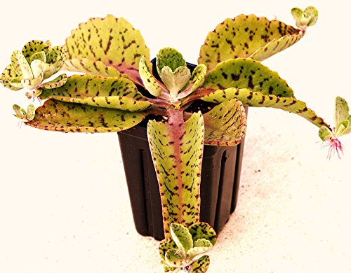 Donkey Ears - Kalanchoe Gastonis-bonnieri Sold By Exotic Cactus Plant Exotic Succulents Seed 50 Seeds  Bonus