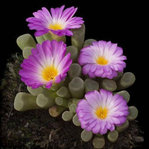 Frithia Pulchra Sold By Exotic Cactus Living Stone Cactus Cacti Exotic Rare Succulents Seed 30 Seeds Package