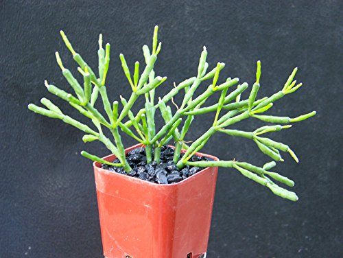 Hatiora Salicornioides Exotic Rare Succulent Plant Cacti Cactus Bonsai Outdoor Agave 2&quot