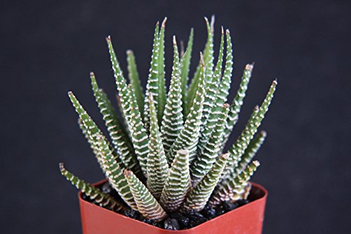 Haworthia Attenuata Zebra Zebrina Exotic Rare Succulent Cactus Plant Cacti 2&quot