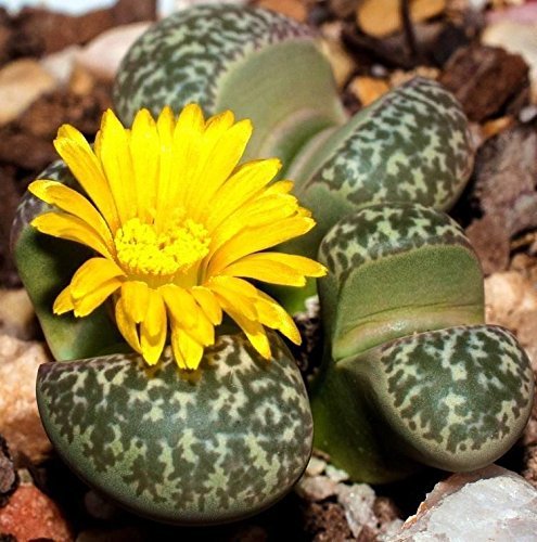 Lithops Naureeniae Rare Mesembs Exotic Succulent Living Stones Cactus 15 Seeds