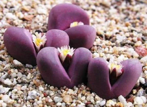 Lithops Optica Rubra Sold By Exotic Cactus Rare Mesembs Exotic Succulent Living Stones Cactus 30 Seeds  bonus 10 Castor bean Impala seeds