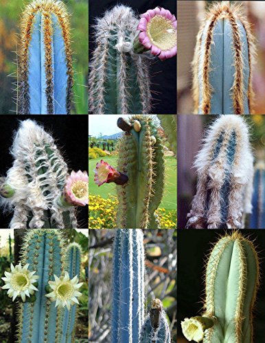 Pilosocereus Variety Mix  Rare Columnar Cacti Exotic Succulents Seed 20 Seeds