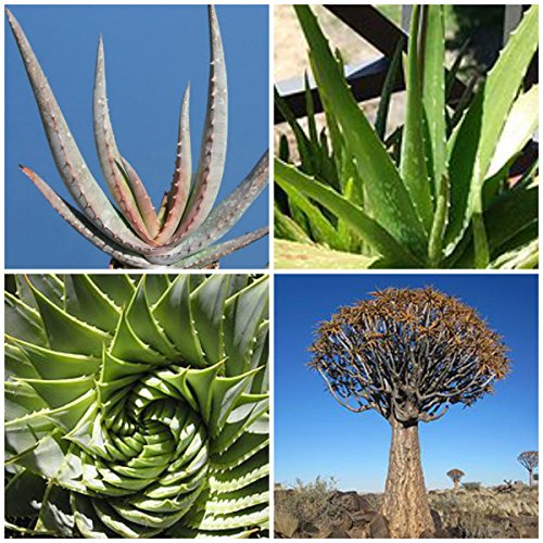 Special Aloe Mix 5 Seeds Exotic Succulent Cactus