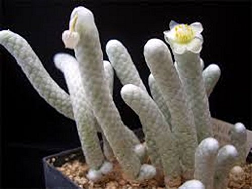 ~ Anacampseros Papyracea Avonia ~ Exotic Succulent ~ Rare Cactus ~10 Fresh Seeds