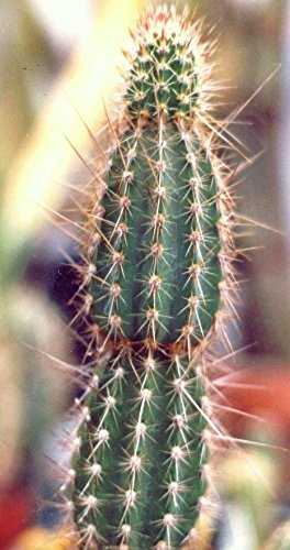 Armatocereus arboreus rare cactus plant flowering succulent cacti seed 100 seeds