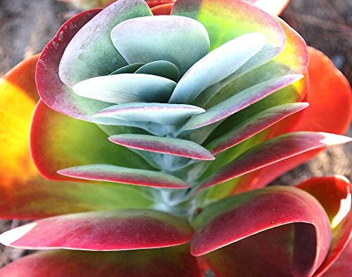 Color Kalanchoe Thirsiflora Sold By EXOTIC CACTUS Rare Flowering Succulent Seed 50 Seeds Package