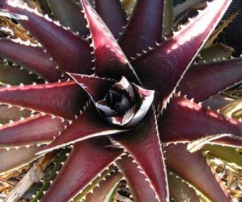 DYCKIA PLATYPHYLLA exotic bromeliad rare color flowering succulent seed 25 seeds