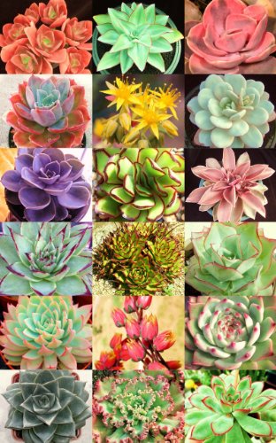 ECHEVERIA Variety Mix Sold By EXOTIC CACTUS Exotic Rare Flowering Succulent Seed 50 Seeds Package  bonus 20 Dorstenia foetida seeds