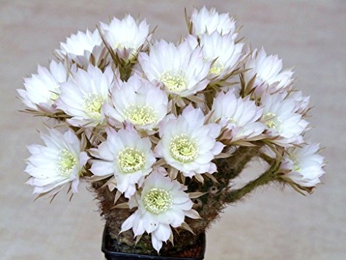 Echinopsis ancistrophora cactus plant flowering succulent cacti seed 15 seeds