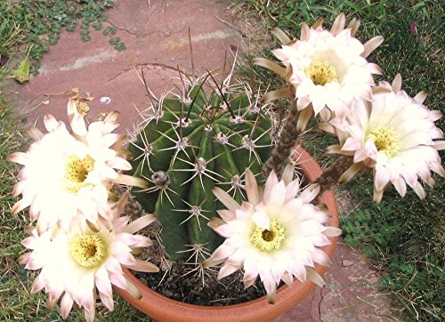 Echinopsis leucantha rare cactus plant flowering succulent cacti seed 100 seeds