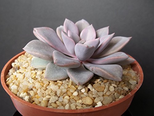 Graptoveria Debbie rare purple color flowering succulent cactus plant 4 pot