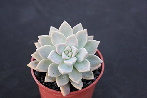 Graptoveria opalina rare purple color flowering succulent cactus plant 4 pot