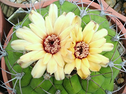 Gymnocalycium marquezii rare cactus plant flowering succulent cacti - 15 seeds