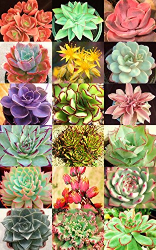 Hens and Chick ECHEVERIA Variety Mix Sold By Exotic Cactus Exotic Rare Flowering Succulent Seed 50 Seeds Package