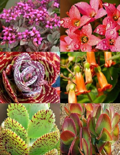 Kalanchoe Variety Mix Sold By Exotic Cactus Rare Flowering Succulent Seed 50 Seeds Package  bonus 20 dorstenia foetida seeds