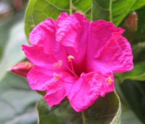 Mirabilis jalapa rare flowering succulent seed 10 seeds