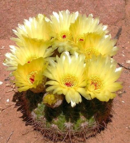 Notocactus concinnus rare parodia cactus flowering succulent cacti seed 50 seeds