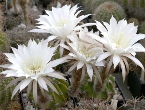 Pseudo-echinopsis SUPER WHITE cactus plant flowering succulent seed -15 seeds