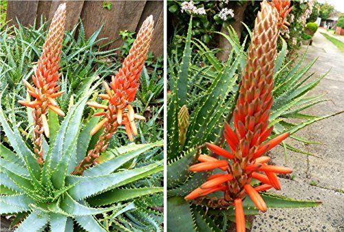 TREE ALOE Seeds Aloe arborescens Flowering Succulent- PERENNIAL MEDICINE PLANT 10