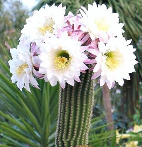 Trichocereus Spachianus rare echinopsis plant flowering succulent seed 15 seeds