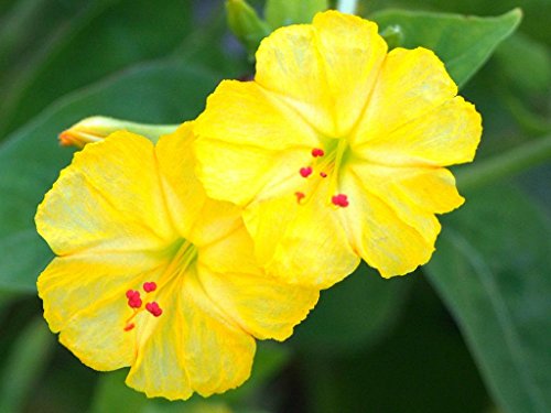 YELLOW Mirabilis Jalapa four oclock fragrant flowering succulent seed 5 seeds