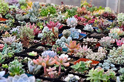 100 Rare Mix Succulent Plants Seeds Multicapacity Process Organic Bulk Seed S015