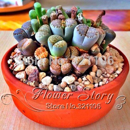 100 seeds Lithops Pseudotruncatella Living Stone Rare Succulent Seeds Home Garden Plant seeds