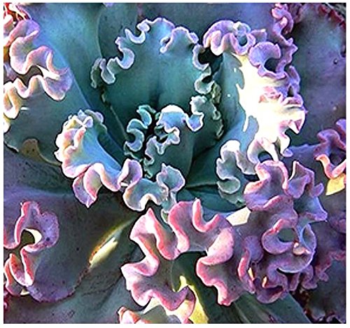 50 X Echeveria Gibbiflora Ruffled Leaves Succulent Seeds - Rare - Perfect For Collectors - Very Small Seeds -