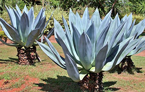 AGAVE AMERICANA rare succulent century plant seed exotic maguey aloe 100 SEEDS